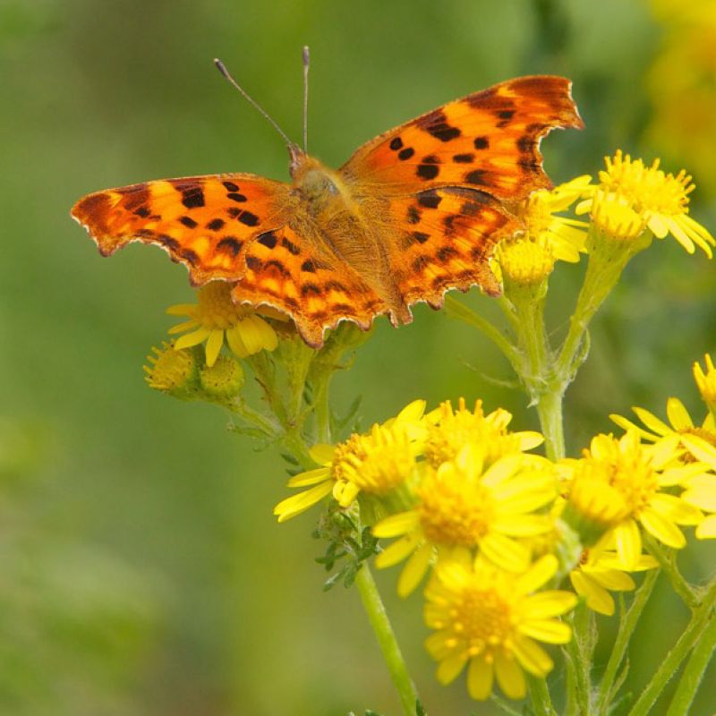 Orange and brown-coloured Comma butterfly feeding on yellow ragwort flowers