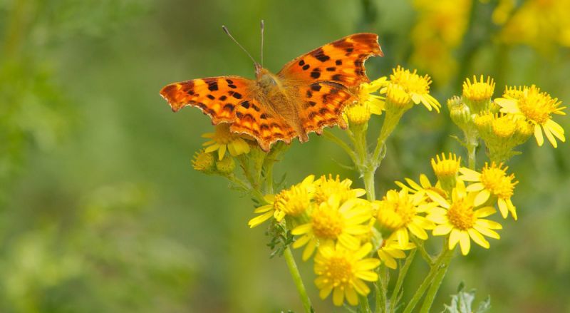 Orange and brown-coloured Comma butterfly feeding on yellow ragwort flowers