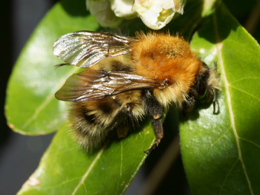 Common carder bee (Bombus pascuorum)