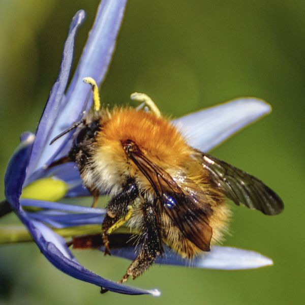 Common carder bee, Bucks - Image: David Podmore