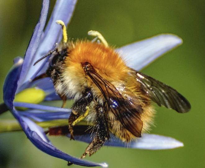 Common carder bumblebee