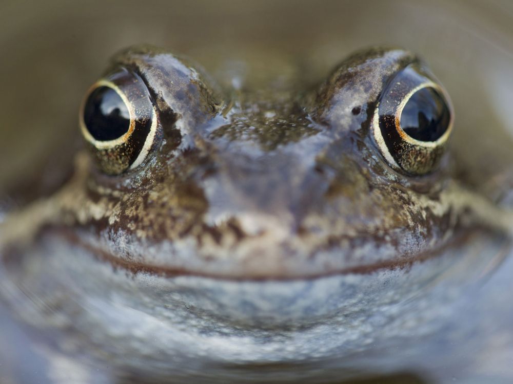 Frog surfacing in garden pond