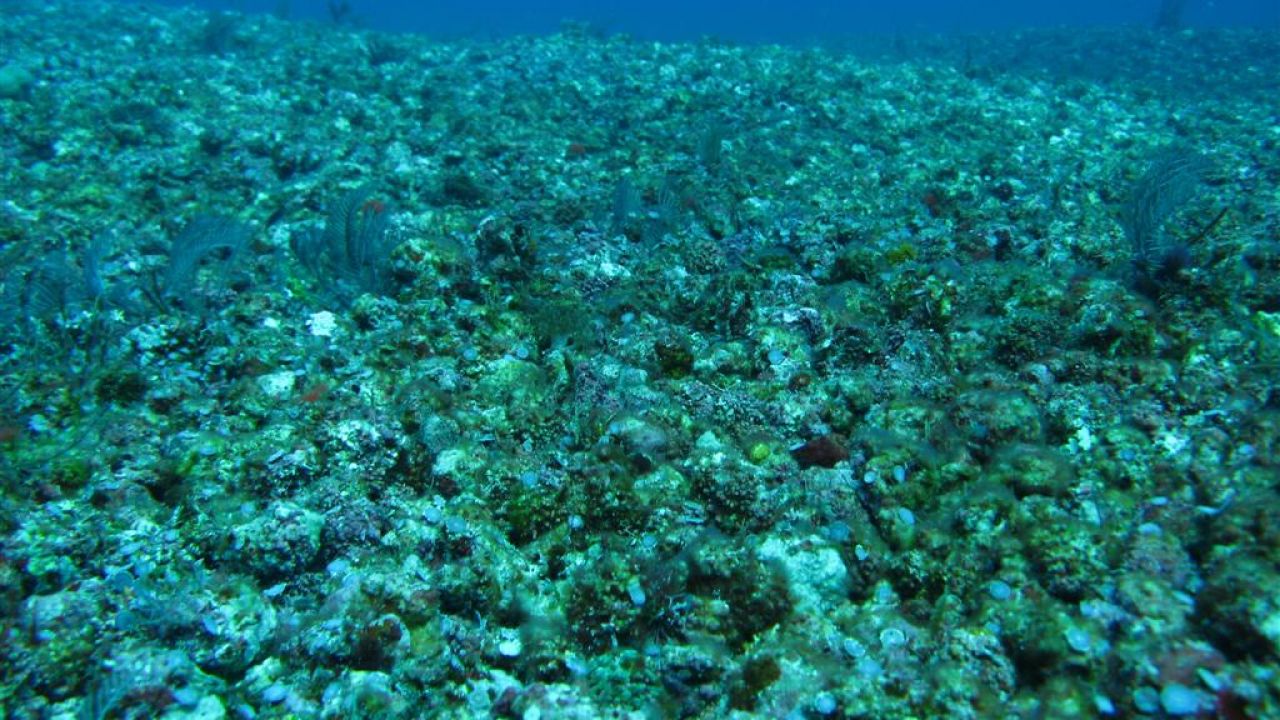 Coral reef damaged by dynamite fishing