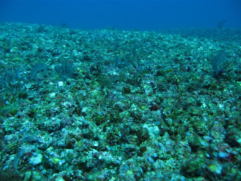Coral reef damaged by dynamite fishing