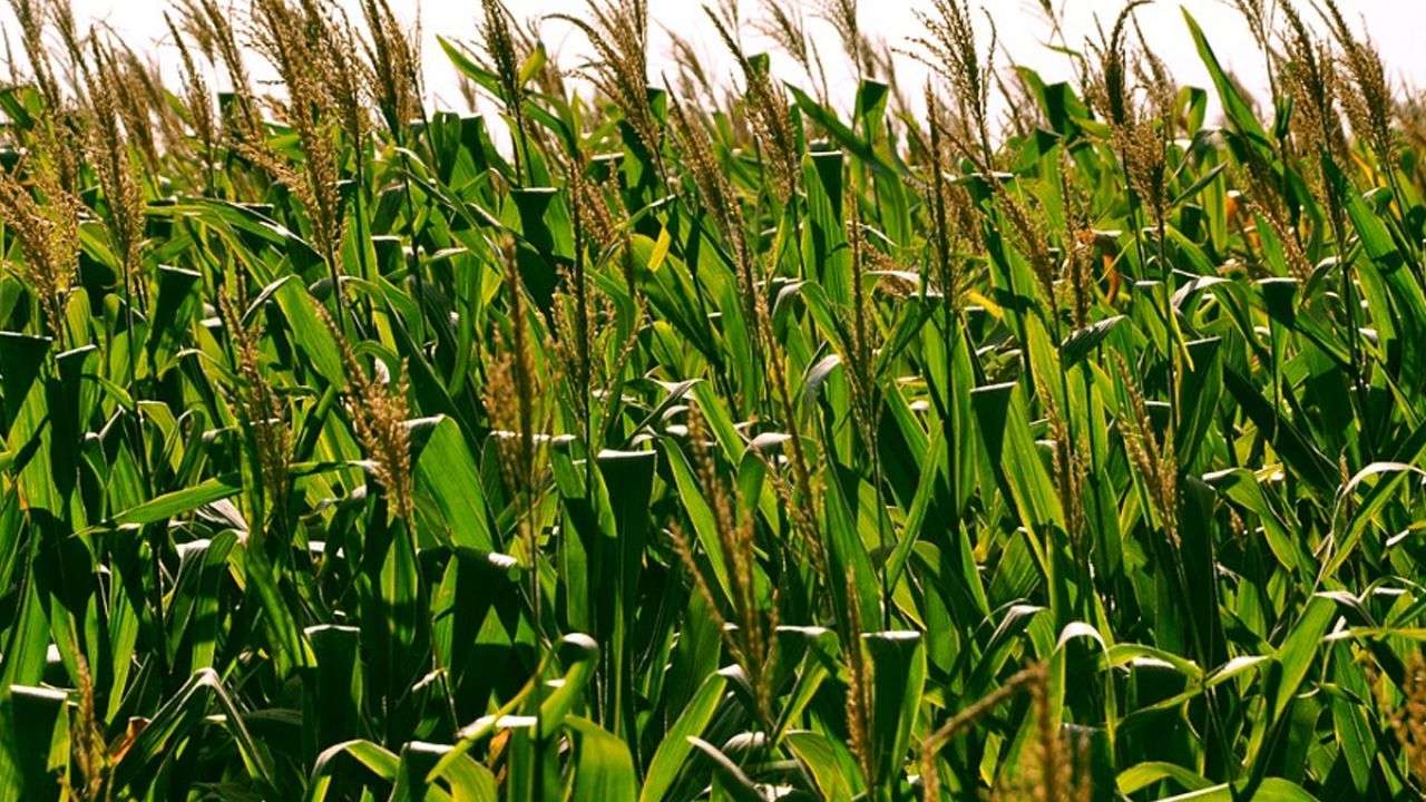 a field full of corn - much corn is used to feed animals, not people