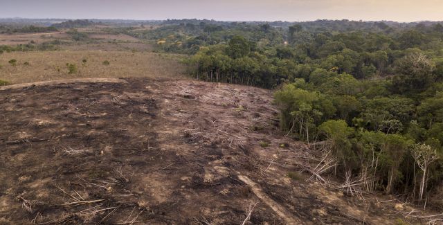 Denuded forest