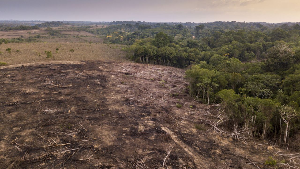 Denuded forest