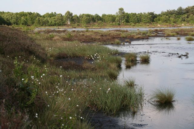 photo of Hatfield Moor, with bog and cotton grass