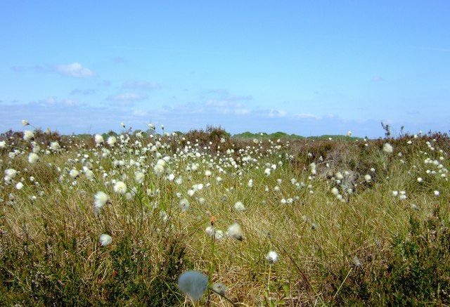 Photo of cotton grass growing on Glassom Moss
