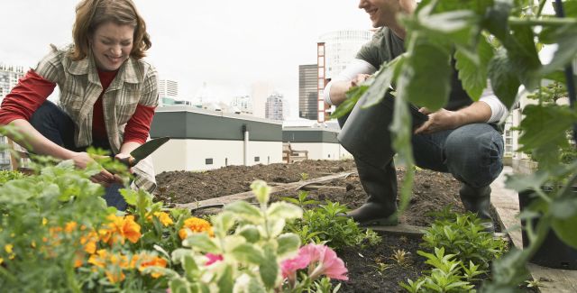Couple gardening