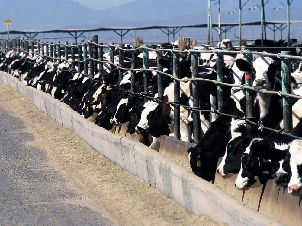 Cows in a US style feedlot