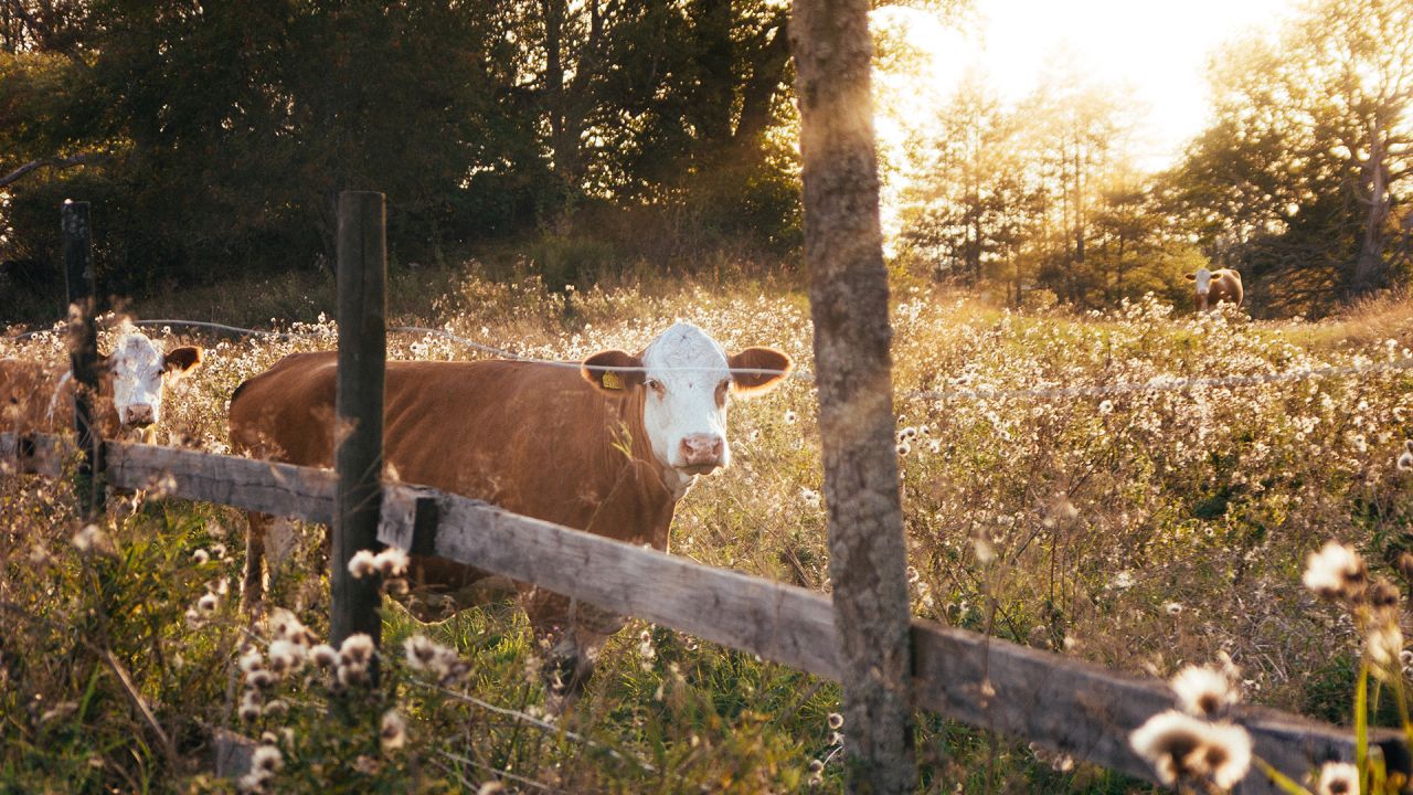 Sustainable farming: Cows in a biodiverse field