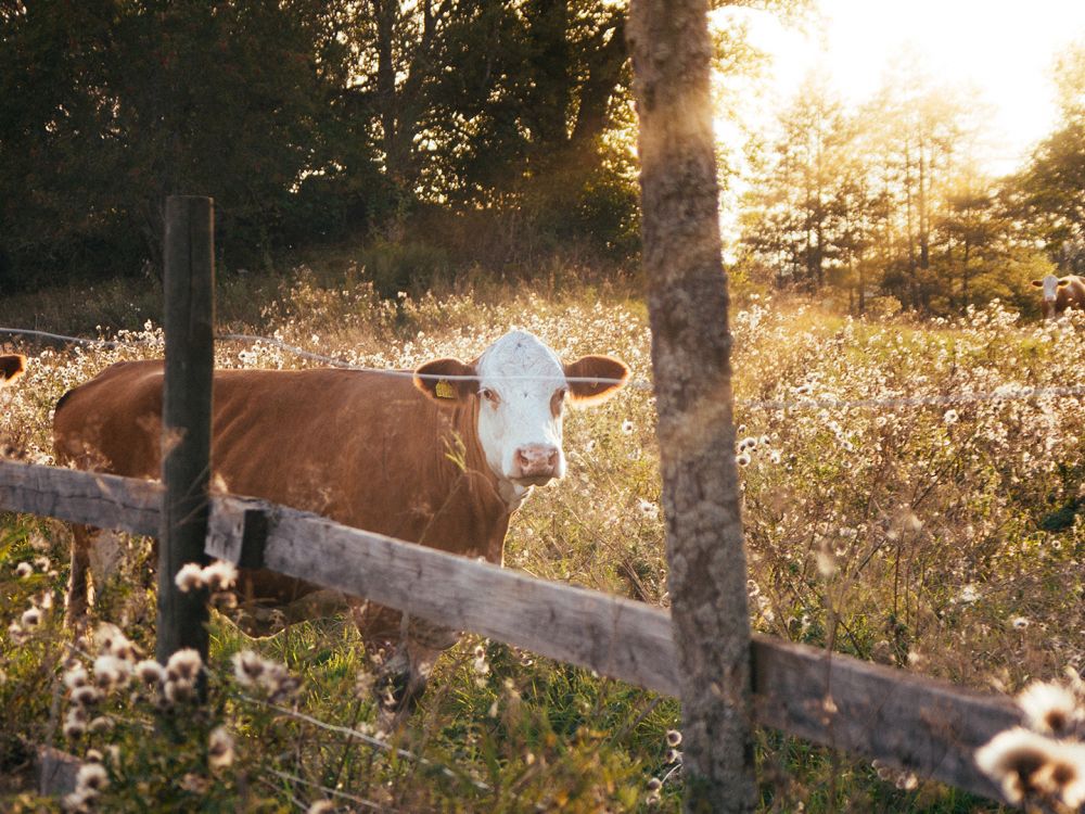 Sustainable farming: Cows in a biodiverse field