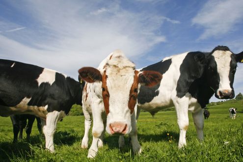 Three sustainably raised cows grazing in an extensive pasture field