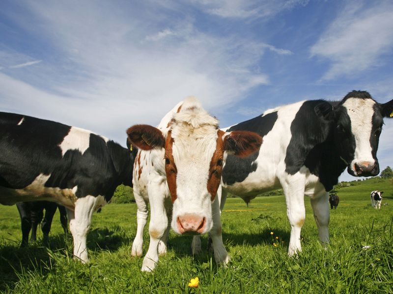 Three sustainably raised cows grazing in an extensive pasture field