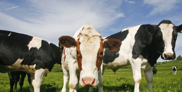 Three sustainably raised cows grazing in an extensive pasture field