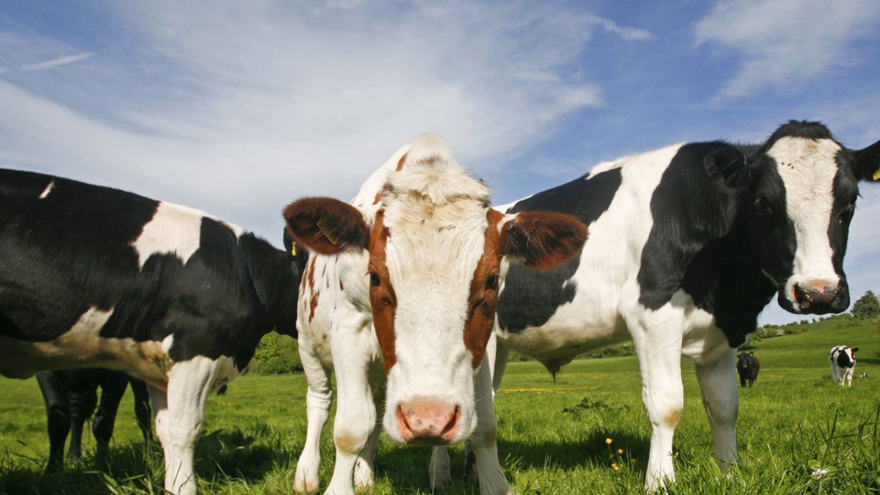 Three sustainably raised cows grazing in an extensive pasture field