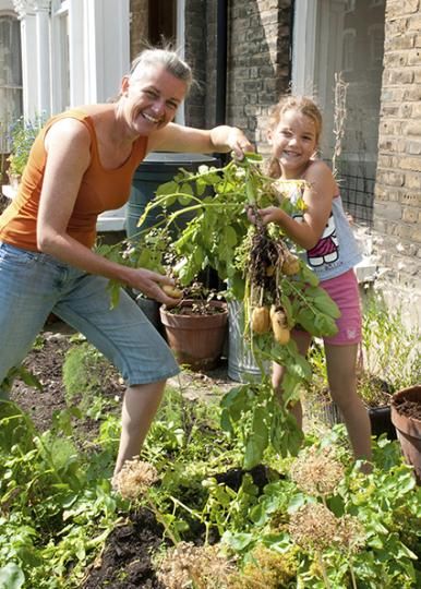 Growing 'no-dig'-potatoes in a front garden.