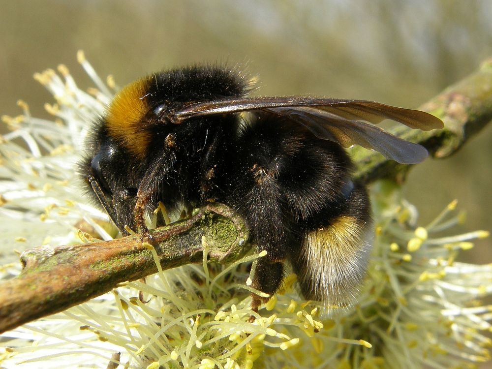 Cuckoo bumblebees