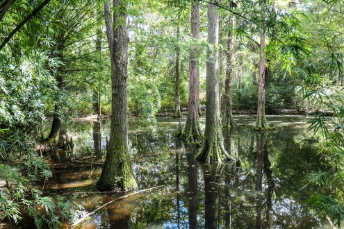 Cypress wetland forest in North America