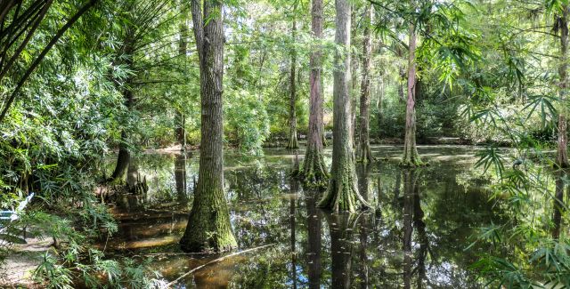 Cypress wetland forest in North America