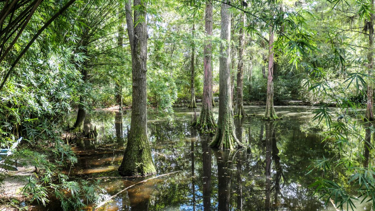 Cypress wetland forest in North America