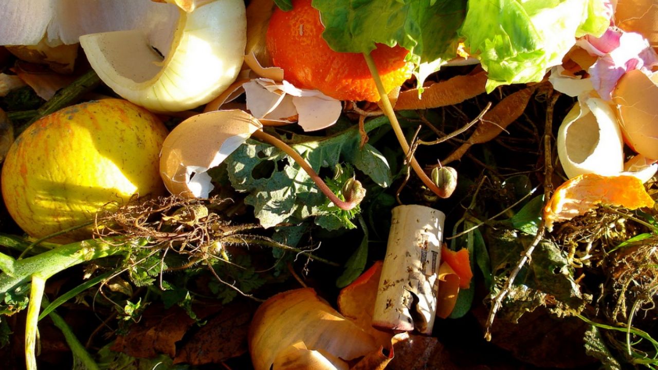 pile of wasted food