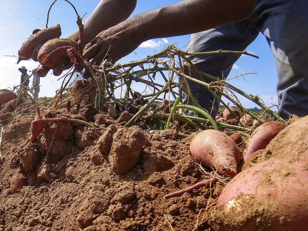 arms of a worker picking potatoes in a field