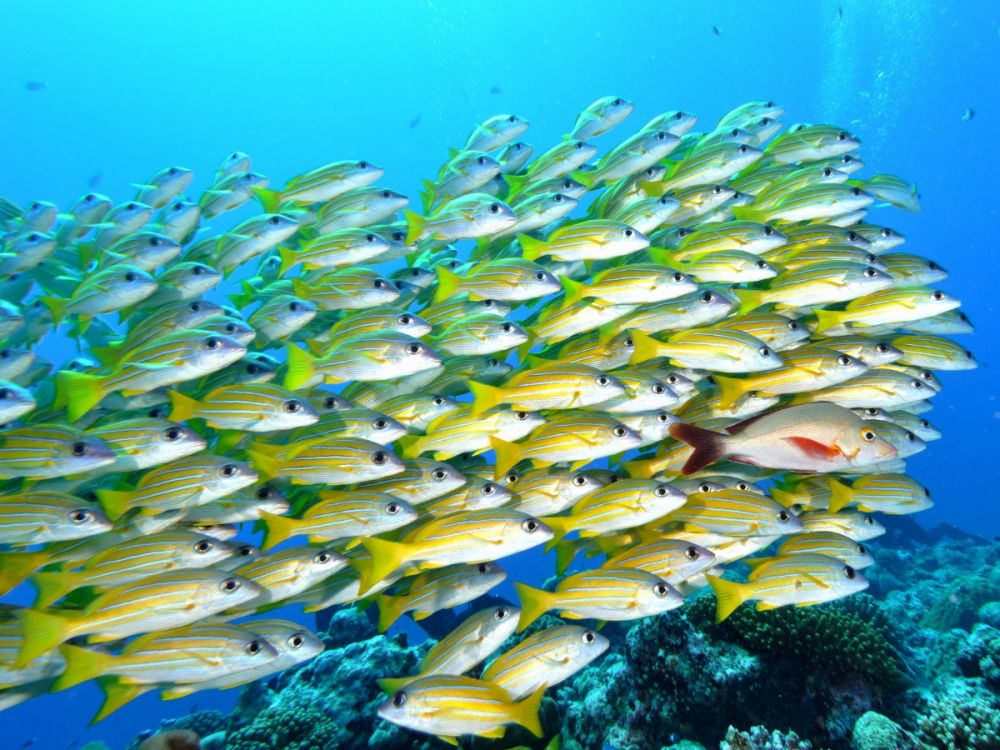 Shoal of yellow fish underwater