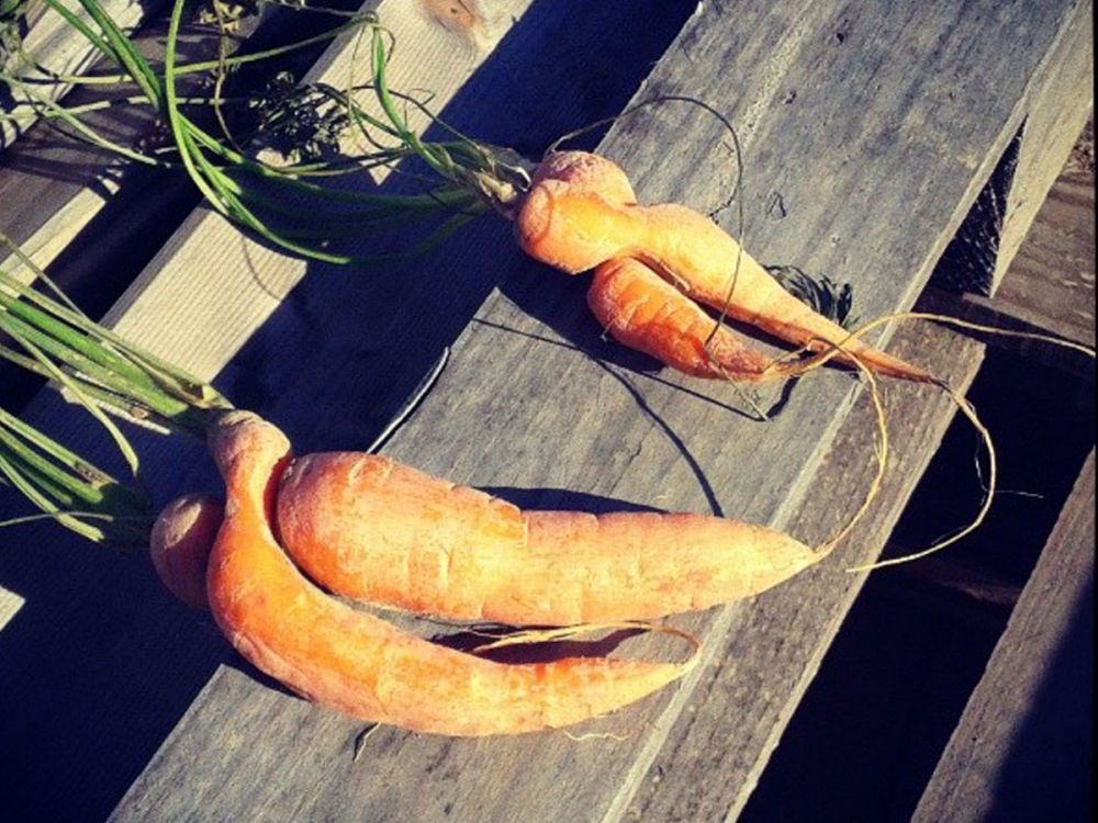Four wonky carrots on a bench, fresh from the farm