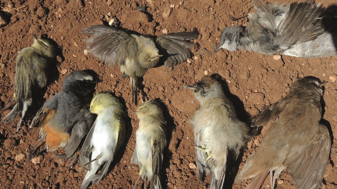 Dead birds found on limesticks at one trapping site in Cyprus