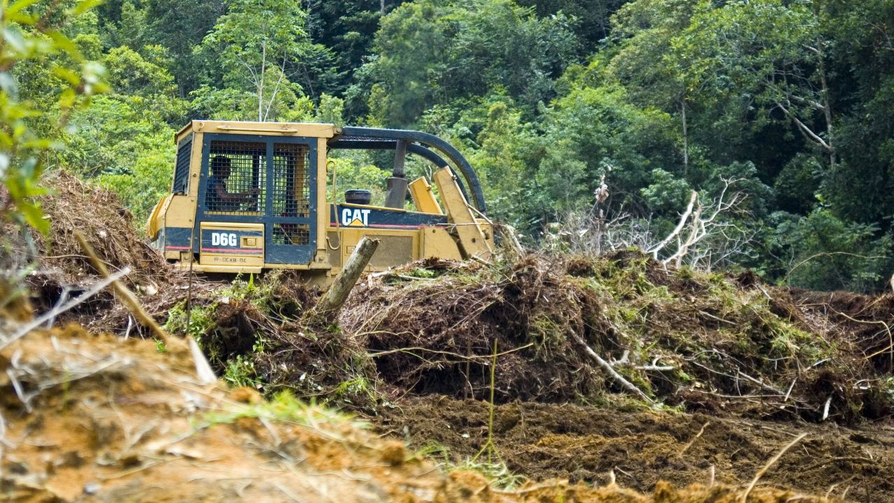 Deforestation to make way for palm oil plantation Indonesia