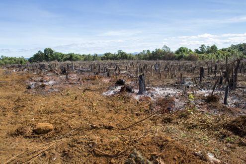 A large area of land with burnt tree stumps, green forest in the distance 