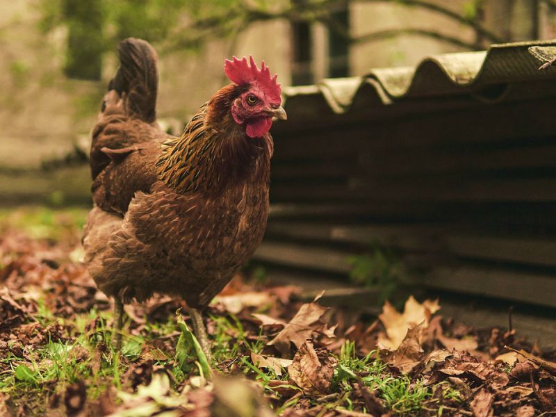 A hen outside