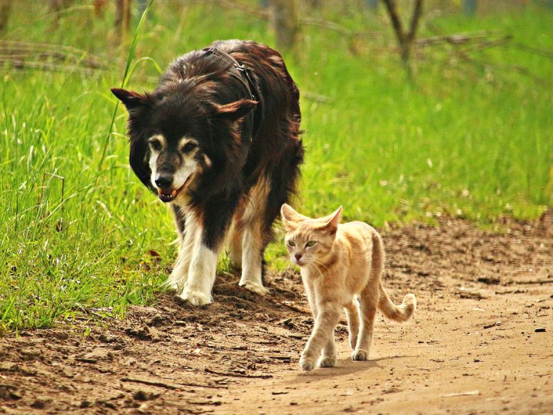 A border collie dog follows a ginger tom cat