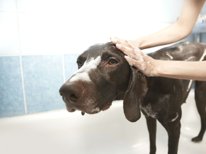 A big brown dog being bathed