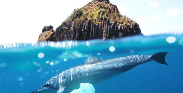 A dolphin with a plastic bag attached to its fin