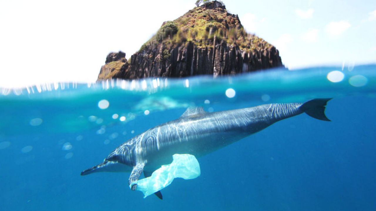 A dolphin with a plastic bag attached to its fin