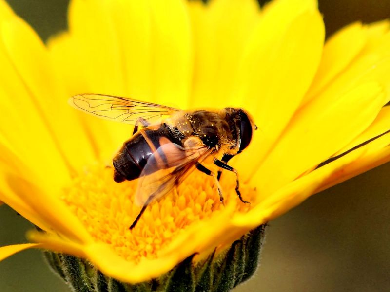 Drone fly on yellow flower