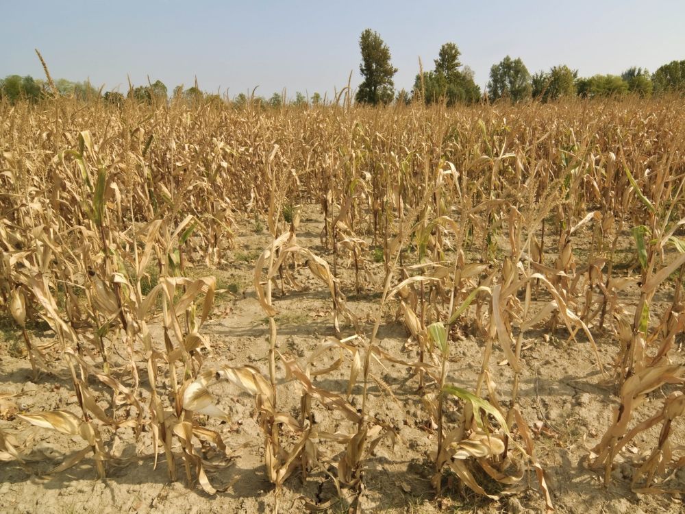 drought crops