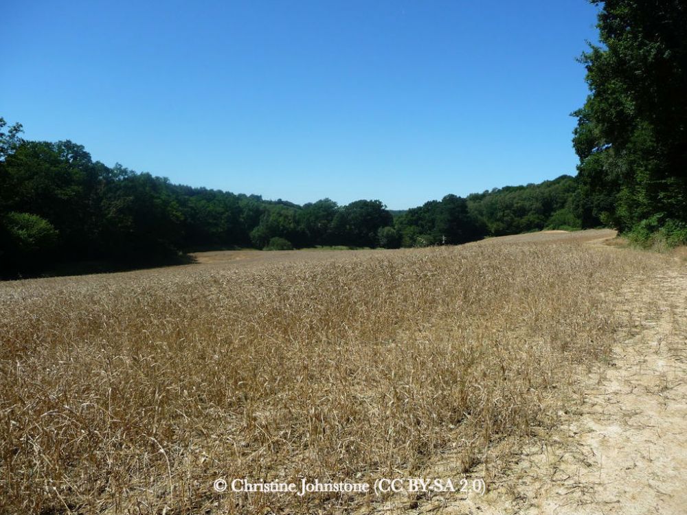 Emerging into a parched wheat field below Ramslye Wood, Kent, during the 2018 drought.