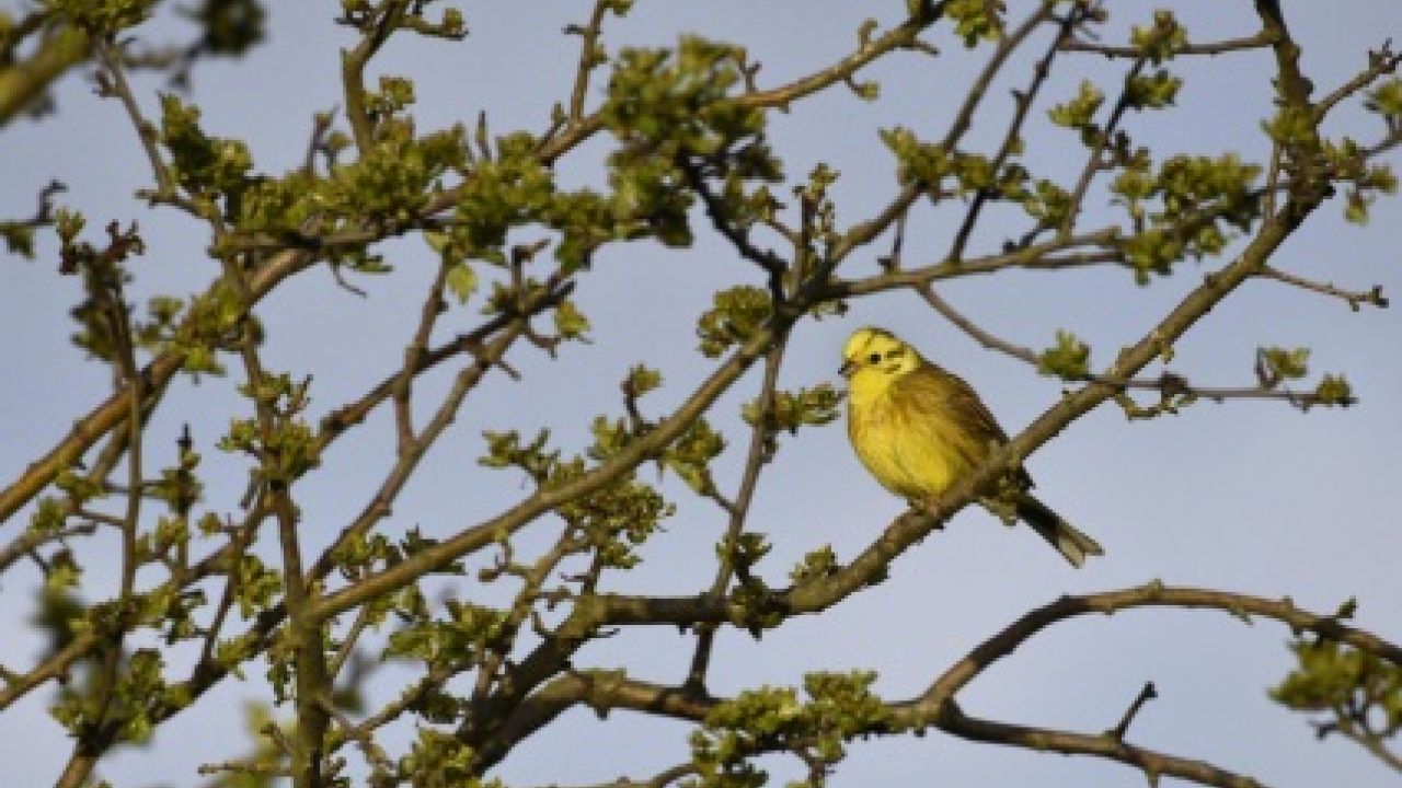 A yellowhammer bird in Druridge Bay