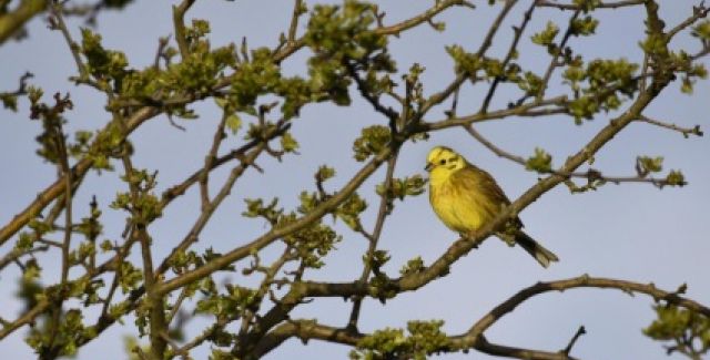 A yellowhammer bird in Druridge Bay