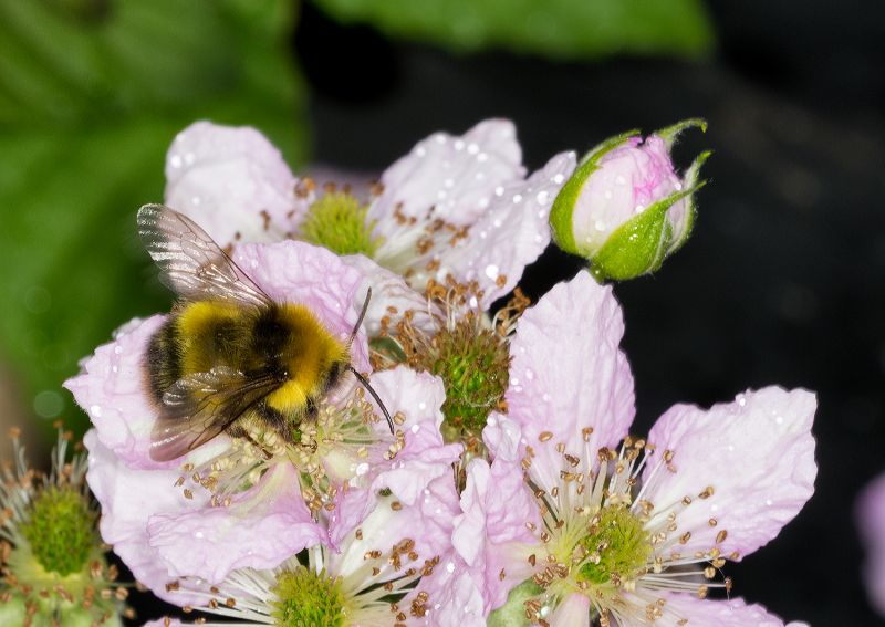 Early bumblebee on blackberry