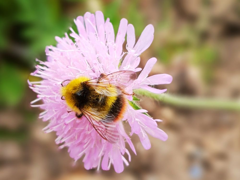 Early bumblebee on scabious 
