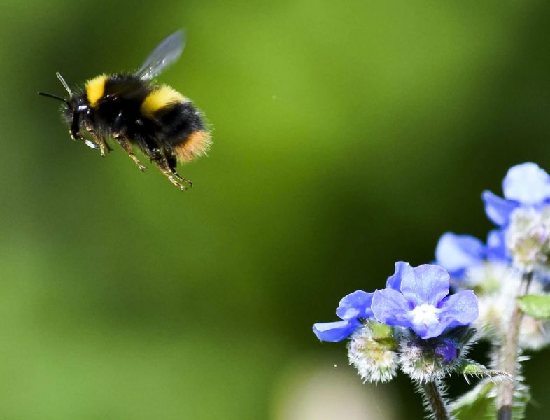 Early bumblebee