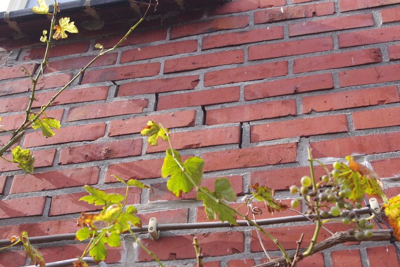 Earthquake damage to the brickwork of Peter and Elly Bruijn's house in Groningen.
