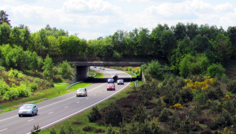 "Green bridge" planted with trees and bushes over dual carriageway road and cars