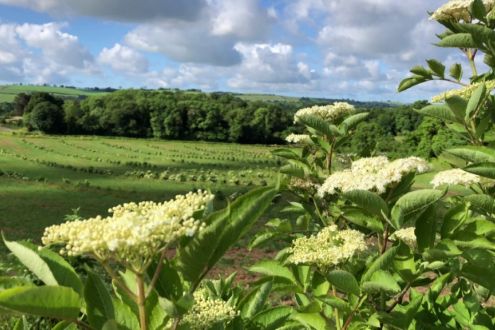 Elderflower tree on Dartington Farm