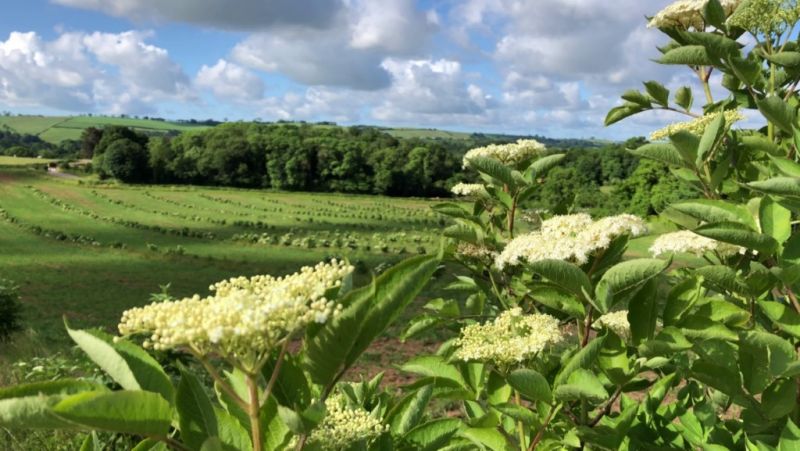 Elderflower tree on Dartington Farm